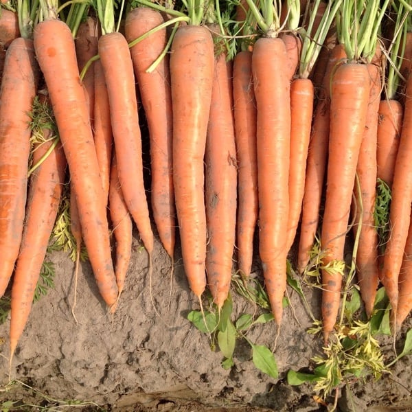 Orange Blaze, Carrot Seeds | Urban Farmer